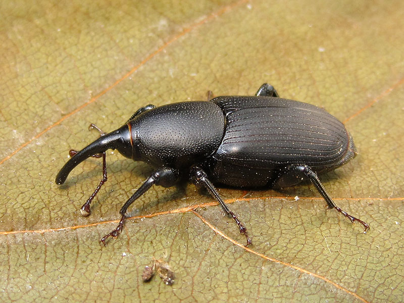 Dryophtoridae: Sphenophorus parumpunctatus